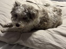 Lost Female Dog last seen Gandy Elementary School, White Hall, AR 71602