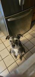 Lost Male Dog last seen Indio middle school, Indio, CA 92201