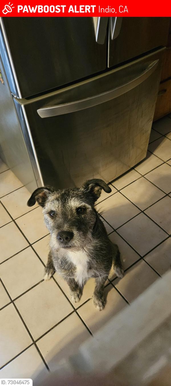 Lost Male Dog last seen Indio middle school, Indio, CA 92201