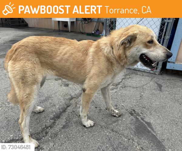Found/Stray Female Dog last seen Delos Drive and Loftyview Drive, Torrance, CA 90505