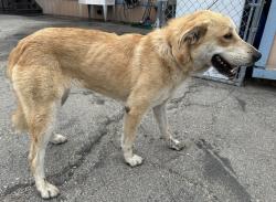 Found/Stray Female Dog last seen Delos Drive and Loftyview Drive, Torrance, CA 90505