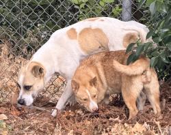 Found/Stray Male Dog last seen Melody Park, Nokomis and LaTorre, San Jose 95111, San Jose, CA 95111