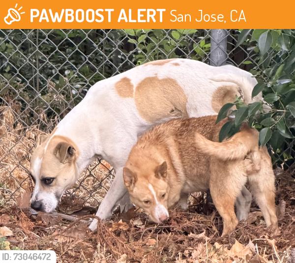 Found/Stray Male Dog last seen Melody Park, Nokomis and LaTorre, San Jose 95111, San Jose, CA 95111
