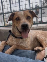 Shelter Stray Male Dog last seen , 11361 W Pico Blvd, Los Angeles, CA 90064, USA