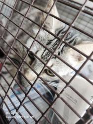 Shelter Stray Female Cat last seen TAMPICO, 4710 TX-151, San Antonio, TX 78227, USA