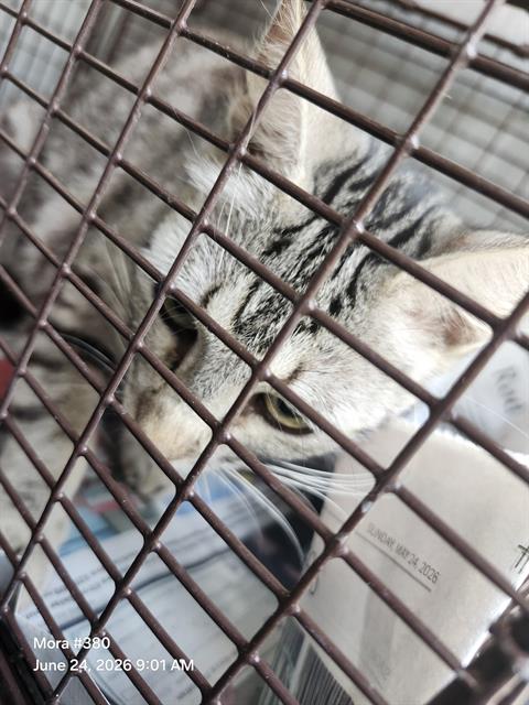 Shelter Stray Female Cat last seen TAMPICO, 4710 TX-151, San Antonio, TX 78227, USA