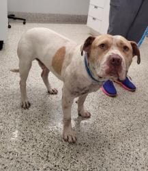 Shelter Stray Male Dog last seen Near BLOCK ALTER RD, DETROIT MI 48215, 7401 Chrysler Dr, Detroit, MI 48211, USA