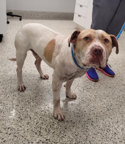 Shelter Stray Male Dog last seen Near BLOCK ALTER RD, DETROIT MI 48215, 7401 Chrysler Dr, Detroit, MI 48211, USA