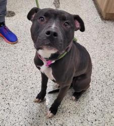 Shelter Stray Female Dog last seen Near BLOCK PEMBROKE AVE, DETROIT, MI 48221, 7401 Chrysler Dr, Detroit, MI 48211, USA