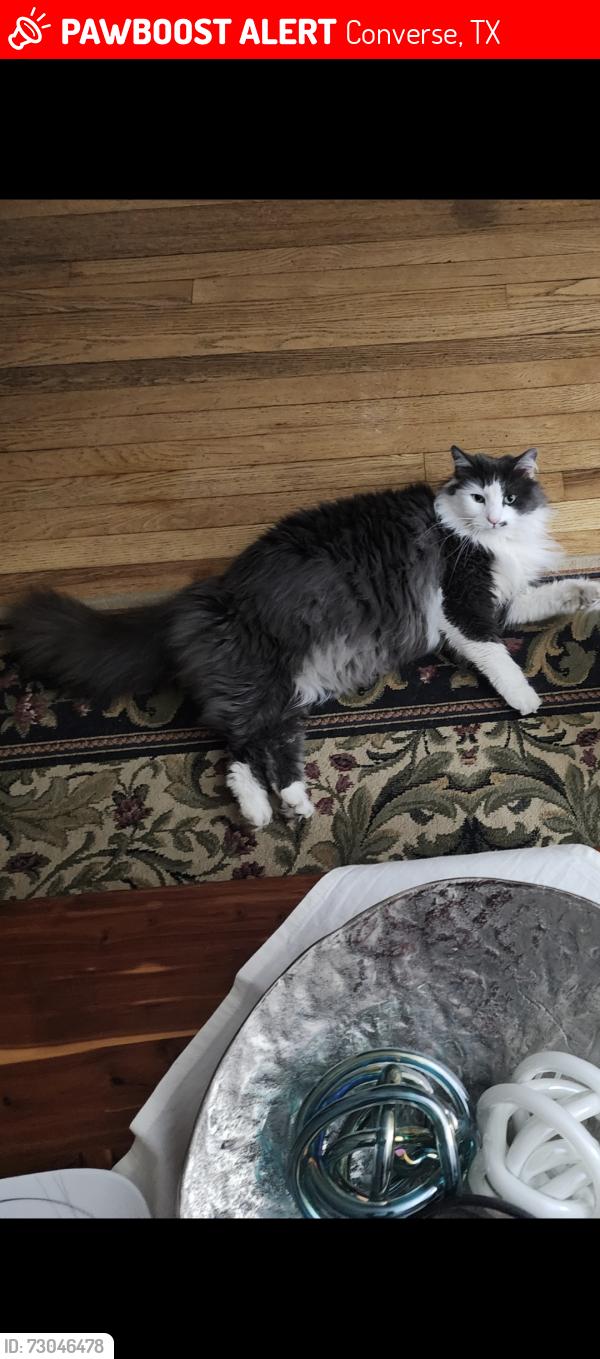 Lost Male Cat last seen Hummel pines/Titan park, Converse, TX 78109