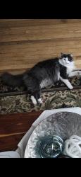 Lost Male Cat last seen Hummel pines/Titan park, Converse, TX 78109