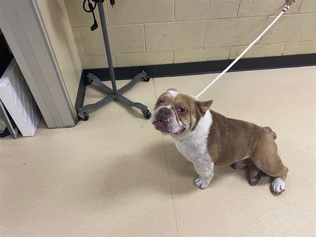 Shelter Stray Male Dog last seen Near BLOCK S 27TH ST, 3839 W Burnham St, West Milwaukee, WI 53215, USA