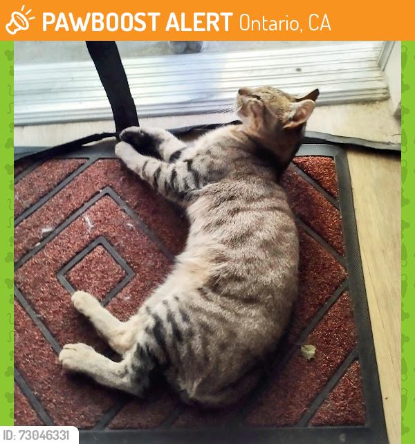 Found/Stray Female Cat last seen D st. near Ontario airport, Ontario, CA 91761