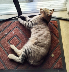 Found/Stray Female Cat last seen D st. near Ontario airport, Ontario, CA 91761