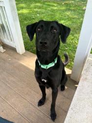 Shelter Stray Female Dog last seen ST CHARLES CO, 4850 Mid Rivers Mall Dr, St Peters, MO 63376, USA