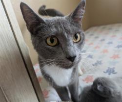 Shelter Stray Female Cat last seen WASHINGTON ST & E 83RD DR, 12155 Park Blvd, Brighton, CO 80601, USA