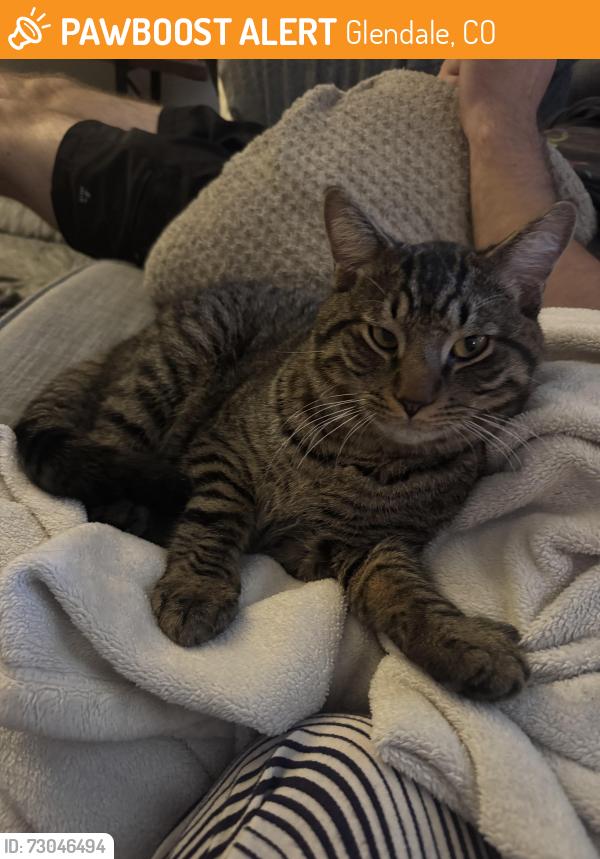 Found/Stray Male Cat last seen Cherry st, Glendale, CO 80246