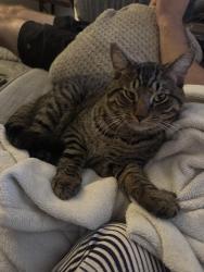 Found/Stray Male Cat last seen Cherry st, Glendale, CO 80246