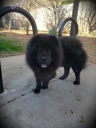 Lost Male Dog last seen Arrow wood / nations ford .. wind song trails, Charlotte, NC 28217