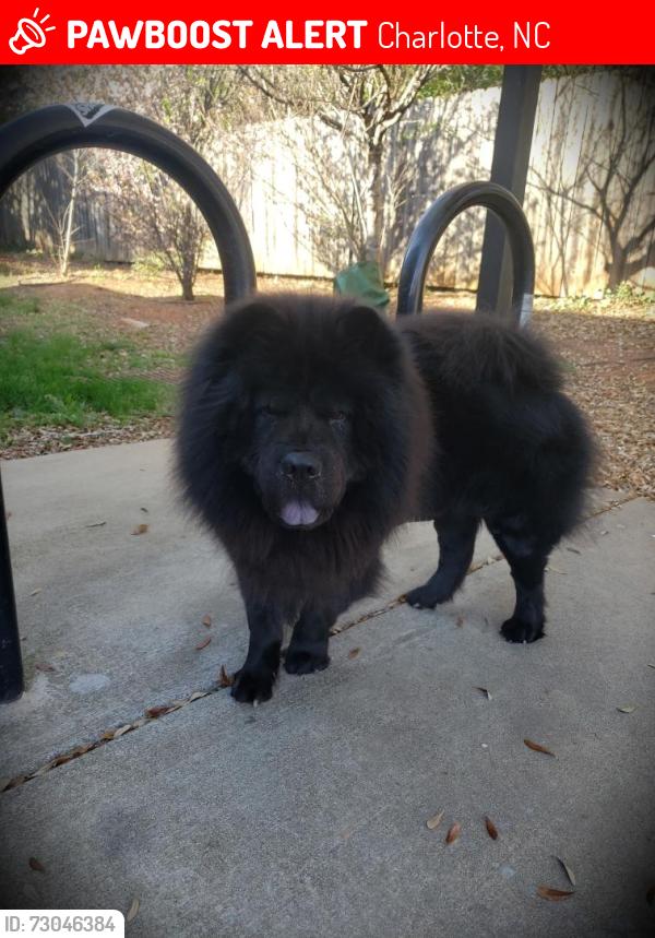 Lost Male Dog last seen Arrow wood / nations ford .. wind song trails, Charlotte, NC 28217