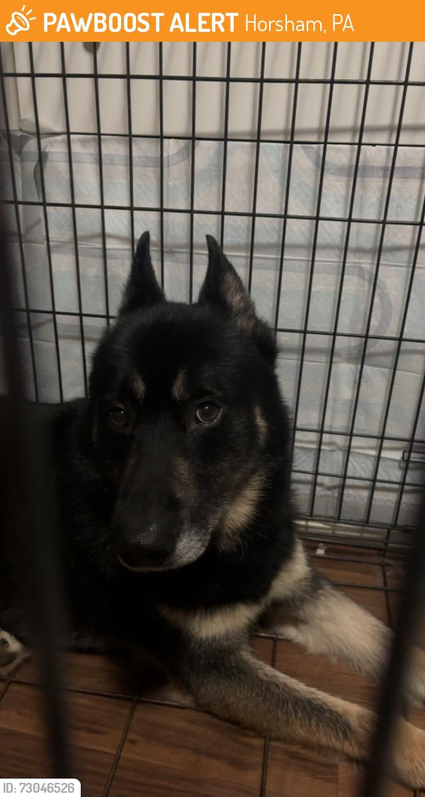 Found/Stray Male Dog last seen Select Soccer Center on Keith Valley Rd, Horsham, PA 19044