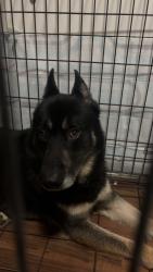 Found/Stray Male Dog last seen Select Soccer Center on Keith Valley Rd, Horsham, PA 19044