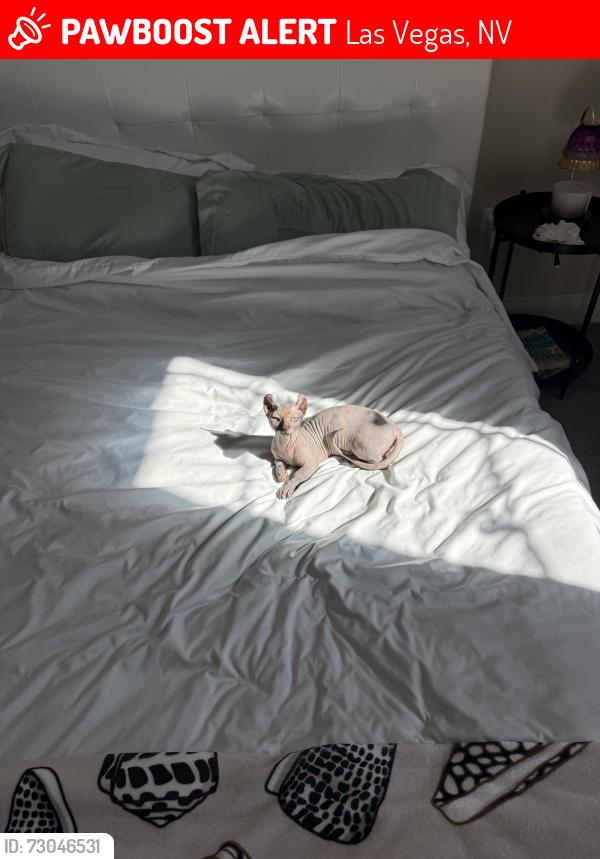 Lost Female Cat last seen N Fort Apache RD W Alexander RD, Las Vegas, NV 89129