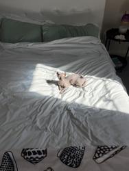 Lost Female Cat last seen N Fort Apache RD W Alexander RD, Las Vegas, NV 89129