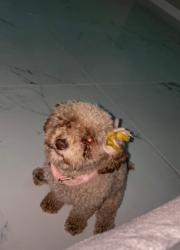 Lost Female Dog last seen S Calle estoque & E Ohio, Tucson, AZ 85714