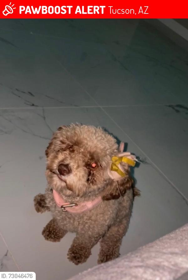 Lost Female Dog last seen S Calle estoque & E Ohio, Tucson, AZ 85714