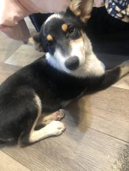 Found/Stray Unknown Dog last seen Baldy Mesa, Phelan, CA 92371