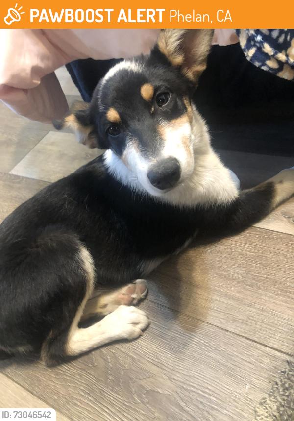 Found/Stray Unknown Dog last seen Baldy Mesa, Phelan, CA 92371