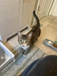 Found/Stray Male Cat last seen Queensdale drive, Fayetteville, NC 28304