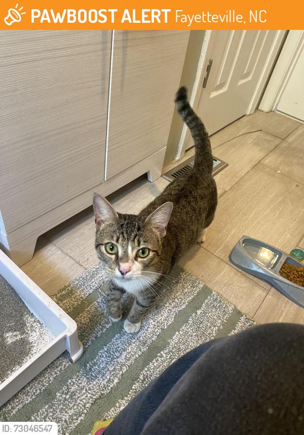 Found/Stray Male Cat last seen Queensdale drive, Fayetteville, NC 28304
