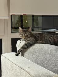 Lost Female Cat last seen Mission Verde, San Diego, CA 92108