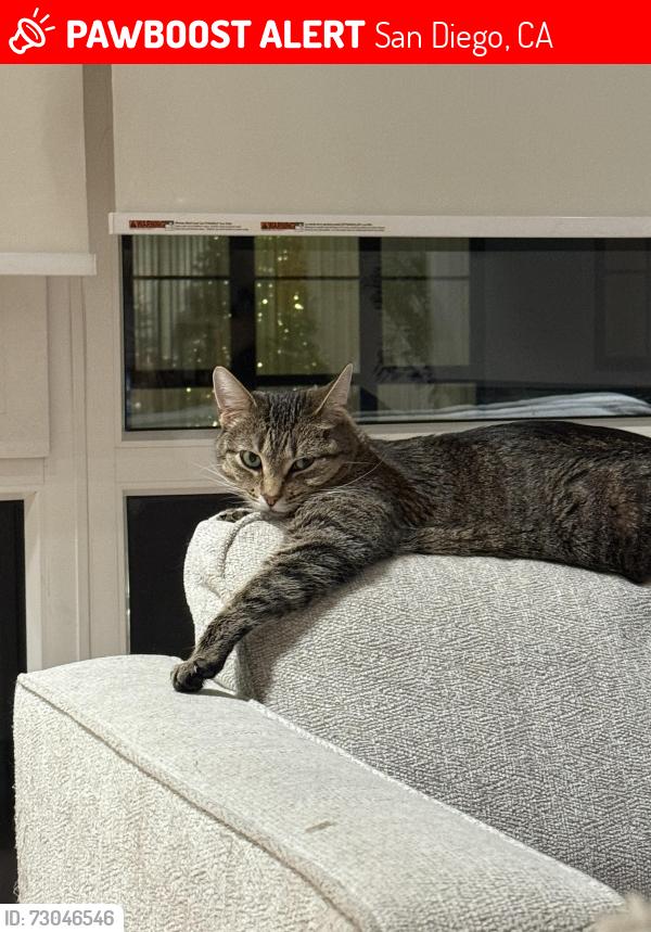Lost Female Cat last seen Mission Verde, San Diego, CA 92108