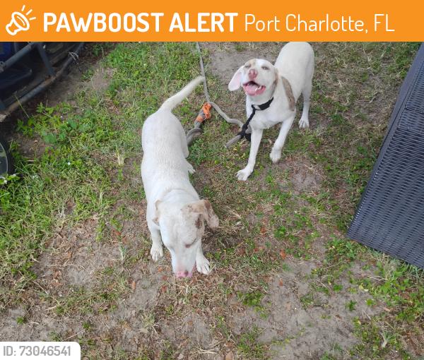 Found/Stray Unknown Dog last seen Edgewater and Yukon, Port Charlotte, FL 33948