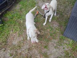 Found/Stray Unknown Dog last seen Edgewater and Yukon, Port Charlotte, FL 33948