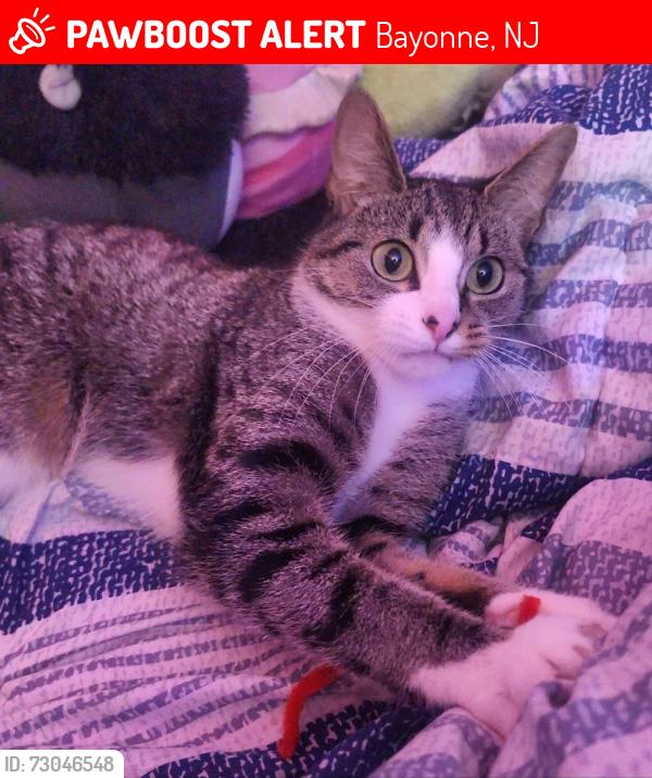 Lost Female Cat last seen Halecky-IMTT Park, Bayonne, NJ 07002