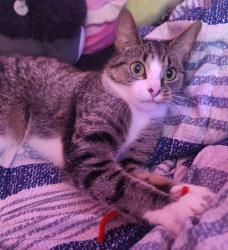Lost Female Cat last seen Halecky-IMTT Park, Bayonne, NJ 07002