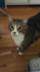 Lost Male Cat last seen Pomponio pl, Annandale, VA 22003