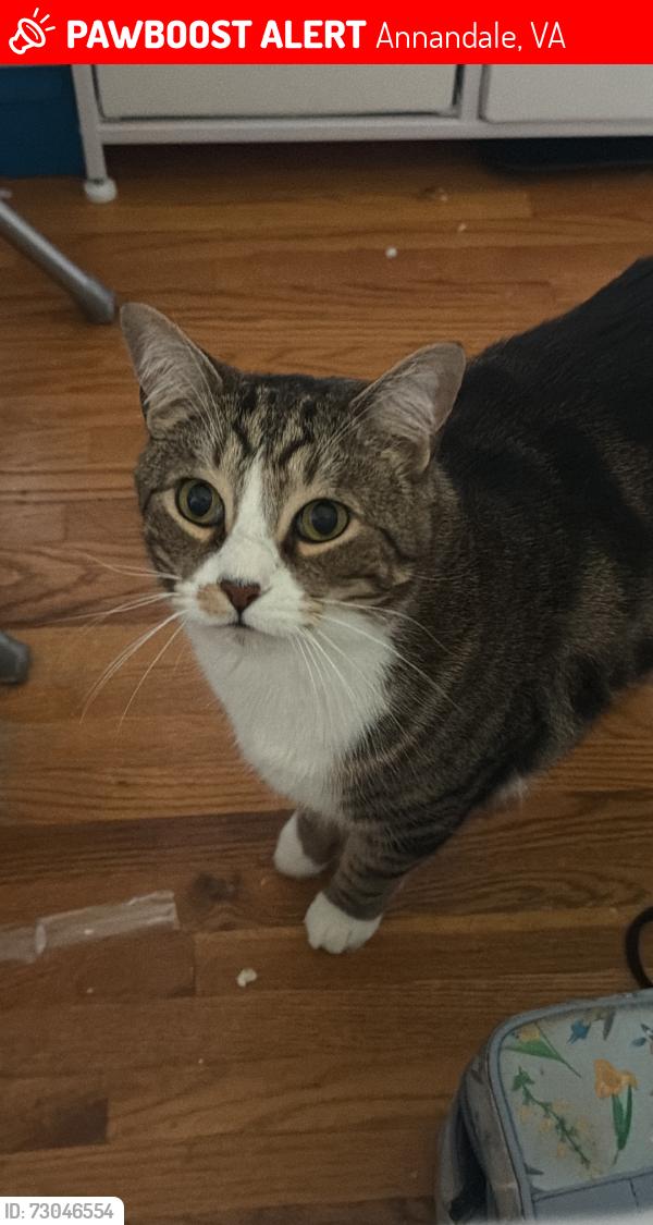 Lost Male Cat last seen Pomponio pl, Annandale, VA 22003
