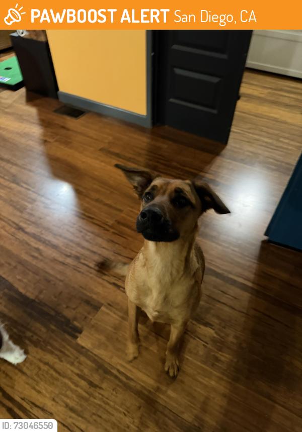 Found/Stray Female Dog last seen Ingraham and La Playa, San Diego, CA 92109