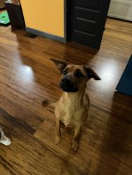 Found/Stray Female Dog last seen Ingraham and La Playa, San Diego, CA 92109