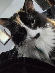Reunited Female Cat last seen Doubletree hotel, Dublin, OH 43017