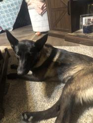 Found/Stray Unknown Dog last seen Baldy Mesa, Phelan, CA 92371