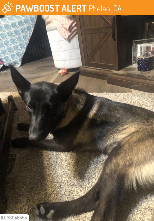 Found/Stray Unknown Dog last seen Baldy Mesa, Phelan, CA 92371