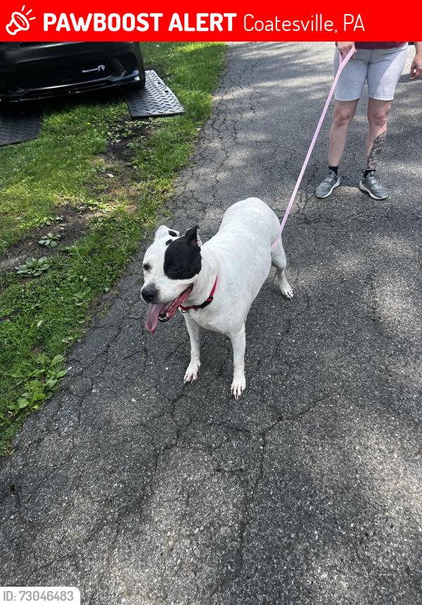 Lost Female Dog last seen Valley Road, Coatesville, PA 19320