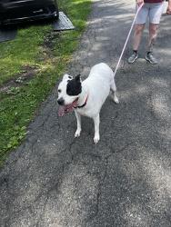 Lost Female Dog last seen Valley Road, Coatesville, PA 19320