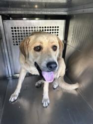 Shelter Stray Female Dog last seen Near N NICHOLS ST, North District, , 355 Hillshire Dr, Haslet, TX 76052, USA